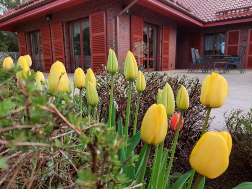 Port Jeziorak Bed and Breakfast Iława Eksteriør billede